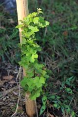 ON V dveh msecih je zrasla v dobro vinsko trto vnukinjo  Stare trte z Lenta f Jože Miklavc  IMG_8413 (2)